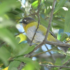 Chlorospingus flavopectus