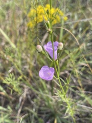 Agalinis aspera