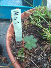 Alchemilla fissa