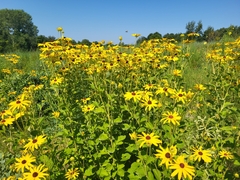 Rudbeckia subtomentosa