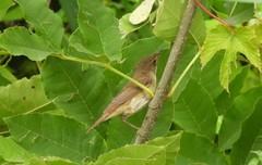 Acrocephalus scirpaceus