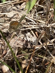 Coenonympha california