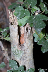 Polypedates megacephalus