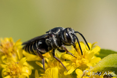 Coelioxys