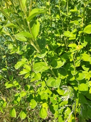 Rudbeckia subtomentosa