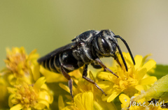 Coelioxys