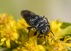 Coelioxys