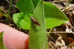 Silis difficilis flavida