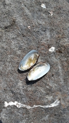 Unio elongatulus