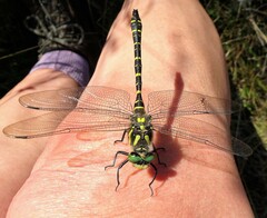 Cordulegaster boltonii