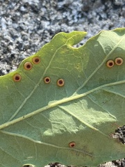 Neuroterus numismalis