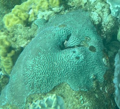 Merulinidae