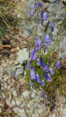 Campanula cespitosa