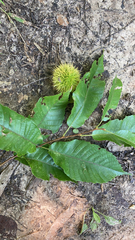 Castanea