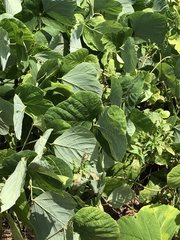 Pueraria montana
