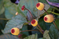 Spilanthes