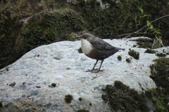 Cinclus cinclus aquaticus