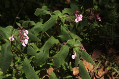 Impatiens maculata