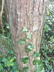Hedera helix