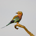 Lilac-breasted Roller - Photo (c) Greg Lasley, some rights reserved (CC BY-NC), uploaded by Greg Lasley