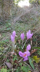 Colchicum