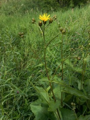 Crepis sibirica