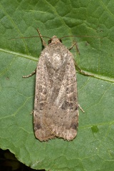 Noctua interposita