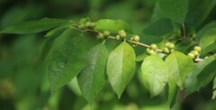 Ilex verticillata