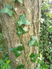 Hedera helix
