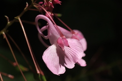 Impatiens maculata