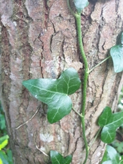 Hedera helix