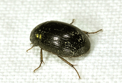 Hydrobius