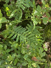 Polypodium vulgare