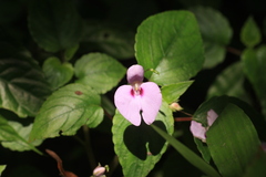 Impatiens