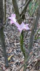 Gladiolus hirsutus
