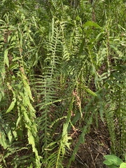 Matteuccia struthiopteris