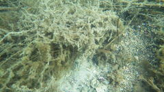 Ctenolabrus rupestris