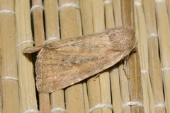 Photedes fluxa