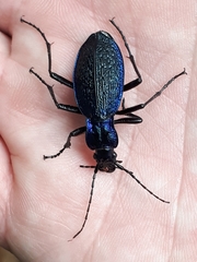 Carabus intricatus