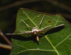 Cotachena histricalis