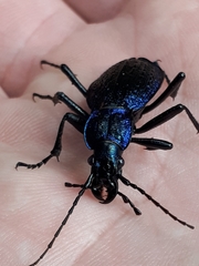 Carabus intricatus