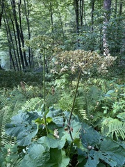 Heracleum