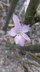 Gladiolus hirsutus