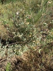 Atriplex lentiformis