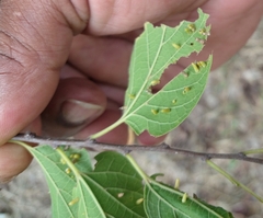 Celticecis aciculata