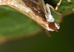 Cotachena histricalis