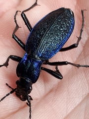 Carabus intricatus