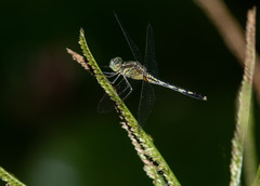 Diplacodes trivialis