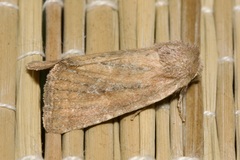 Photedes fluxa