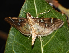Cotachena histricalis